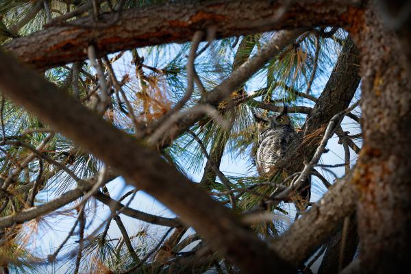 Owl sitting in Tree